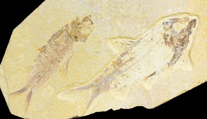 Pair of Fossil Fish (Knightia) - Wyoming #136766